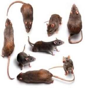 rats et souris